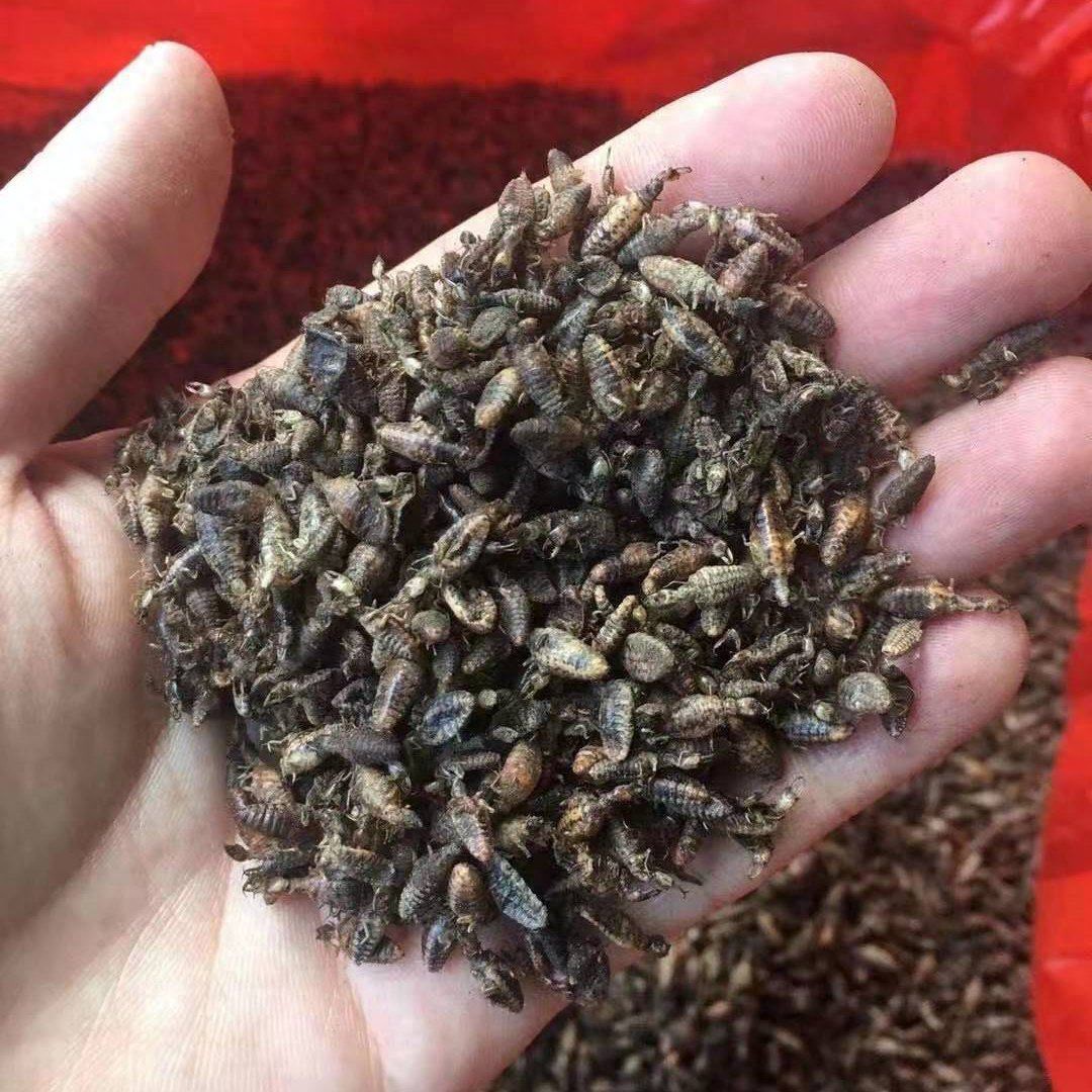 曾经农村常见地牯牛,如今几乎绝迹,谁毁了它们的家?