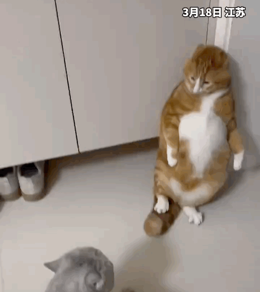 507_570gif 动态图 动图