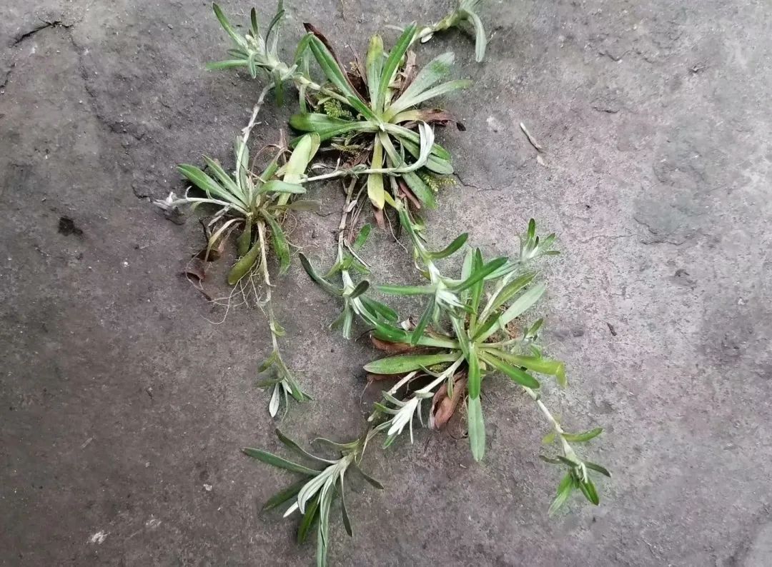 "天青地白"路边生,热毒疮痈一把清!这种草药你认识吗?