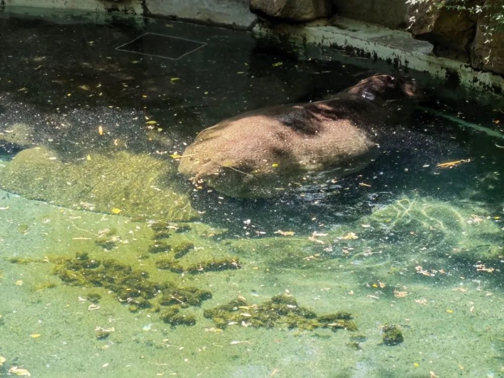 回顾"恐怖"的河马粪便:每年有成千上万的鱼群,被河马拉的屎憋死