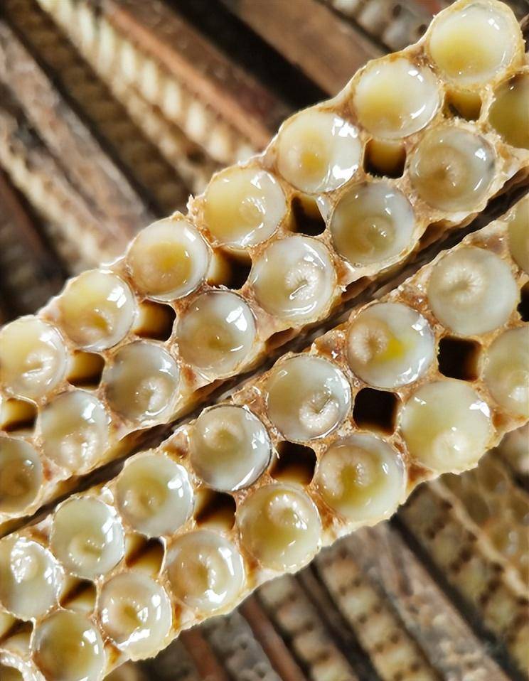 蜂王浆的来源与生产蜂王浆是工蜂头部王浆腺分泌出来的一种特殊乳浆状