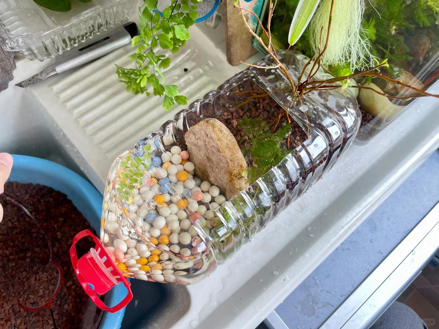 河南一小伙子,自制生态小鱼缸,摆在办公桌上,引来无数同事跟风
