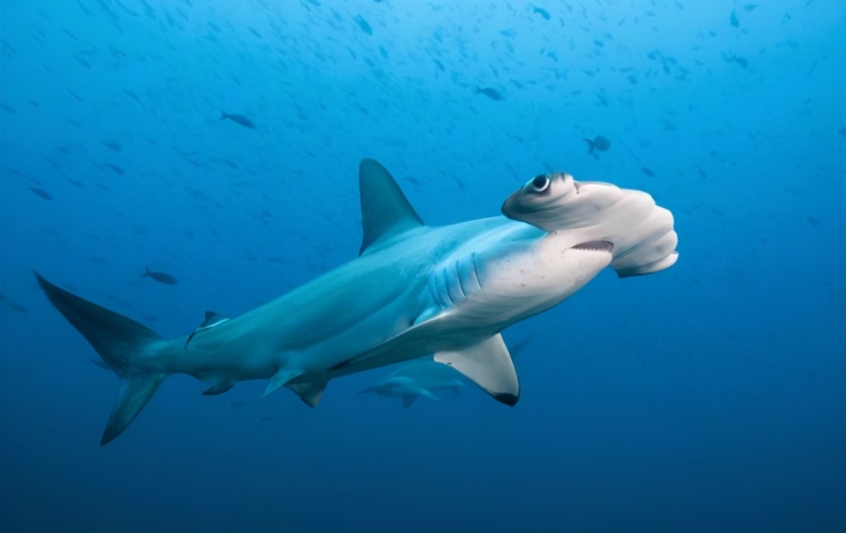 回顾:后代比近亲繁殖还要惨,为何鲨鱼还要单性繁殖