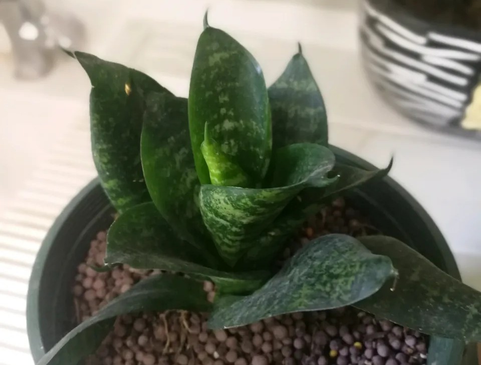 23种虎皮兰,高的矮的,宽叶的窄叶的圆叶的,一个比一个有特色