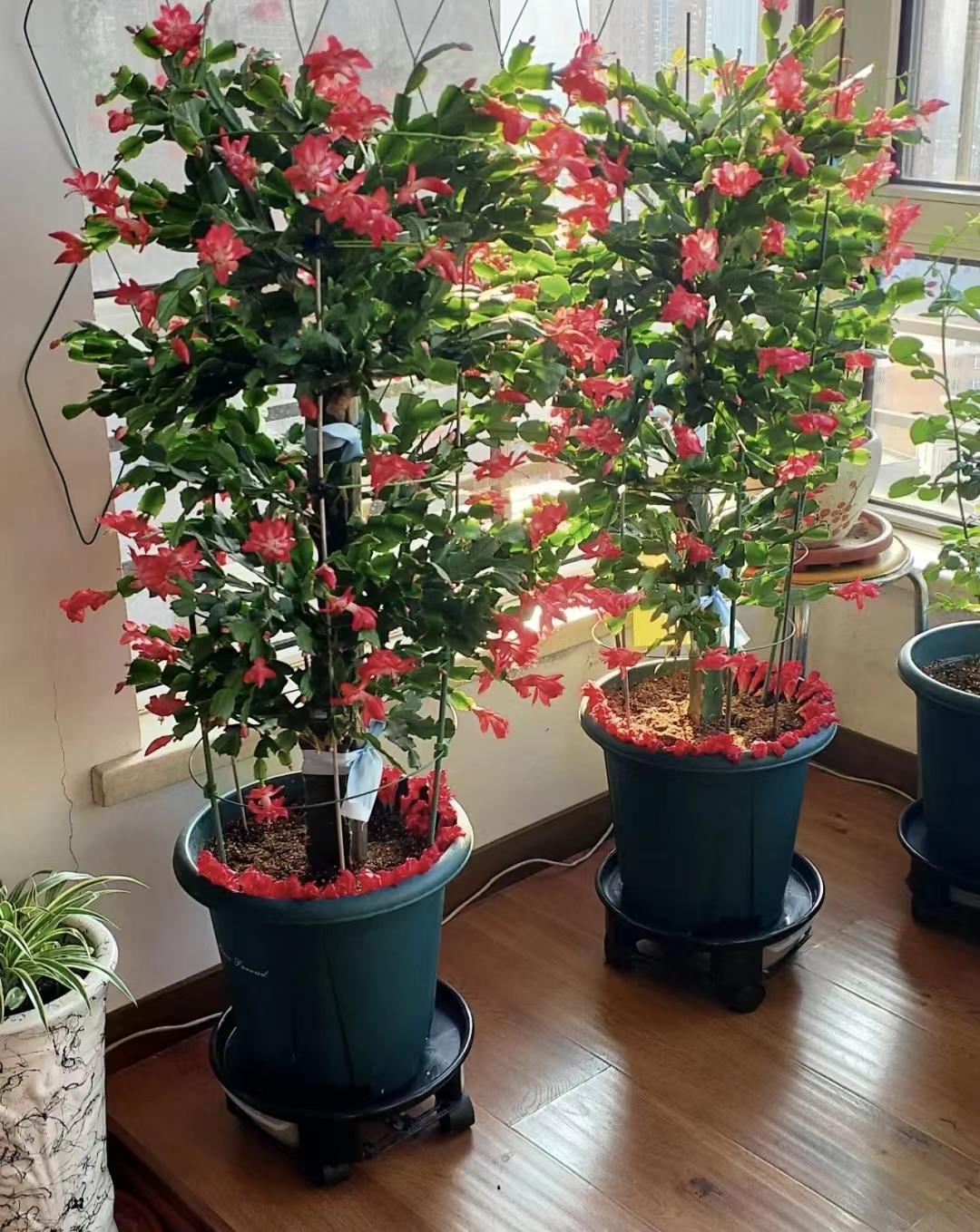 10种"耐阴花",就怕大太阳,少晒长得旺,多晒爱黄叶