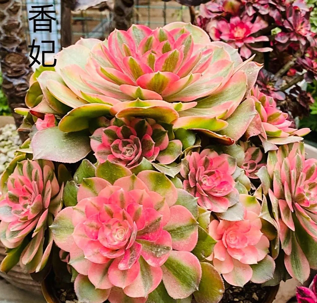 春天的法师,格外有状态,看看这些法师品种你养过哪些?