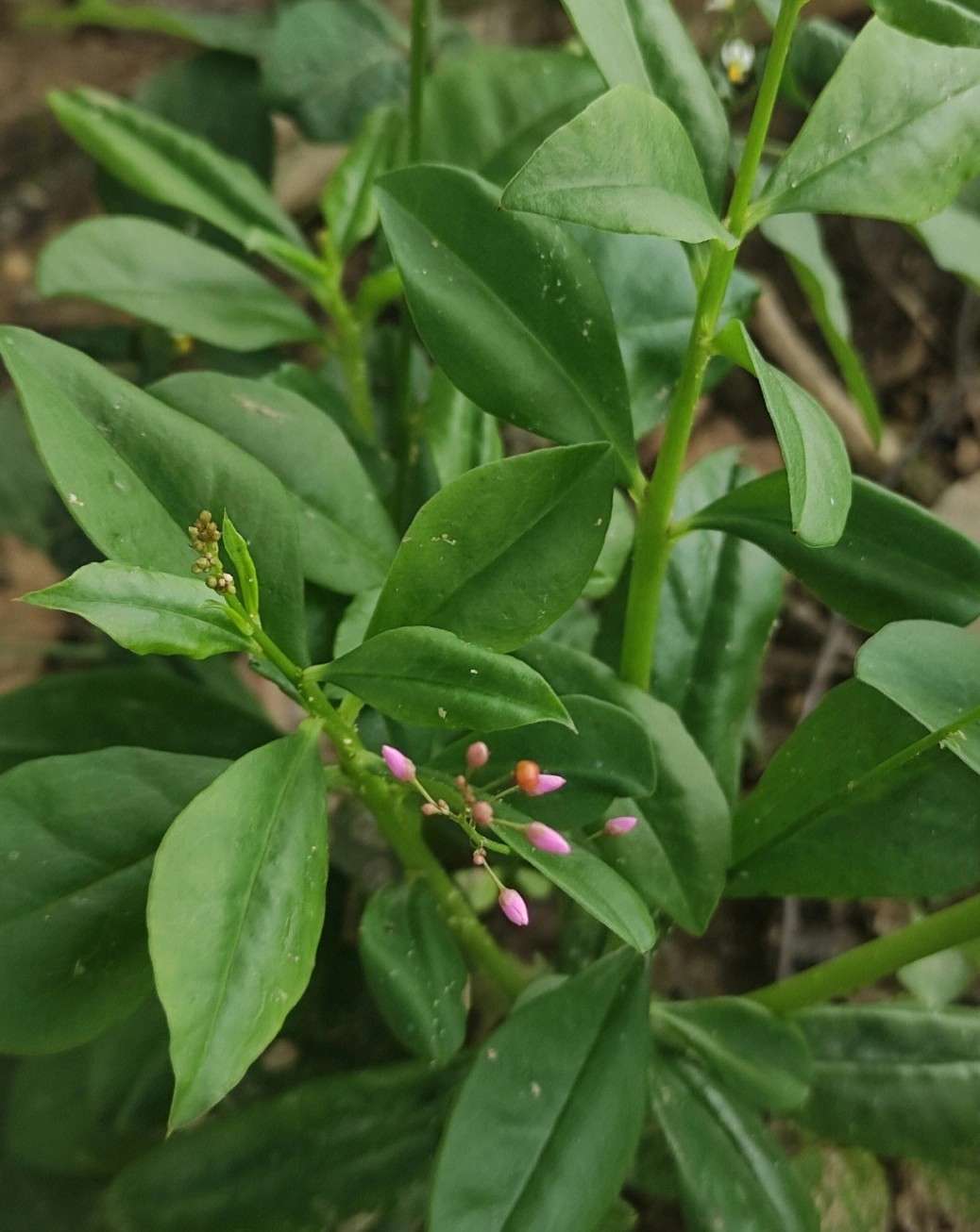 你认识这种草吗?补气补血抗氧化,竟被称"长在地上的人参"!