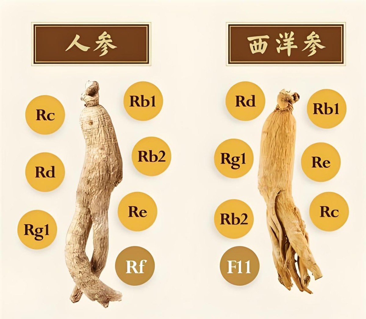 西洋参和人参区别有多大?关于西洋参的来历,很多人都不太清楚