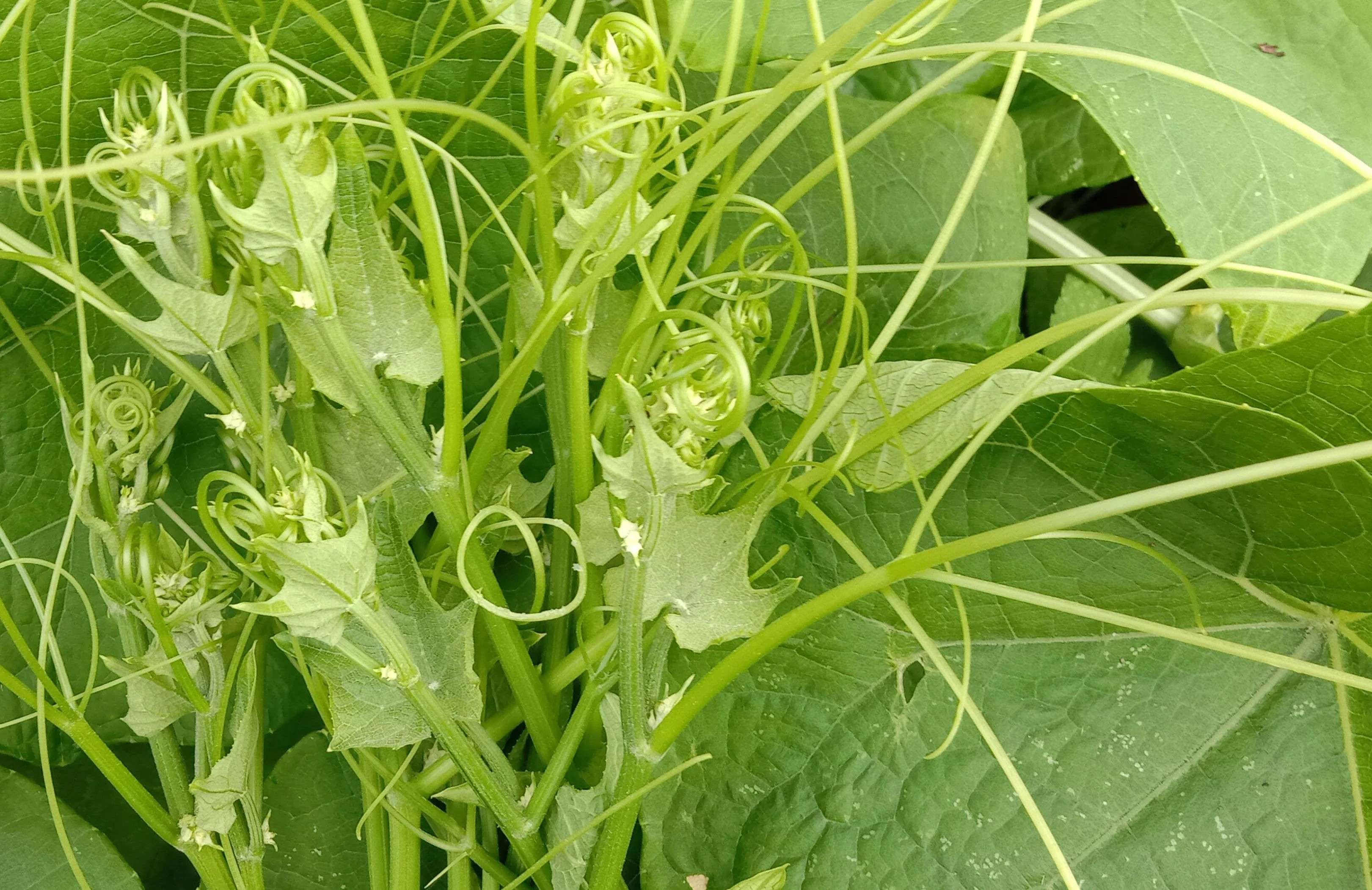 这种"龙须草"你可能走过无数次,却从没注意过它