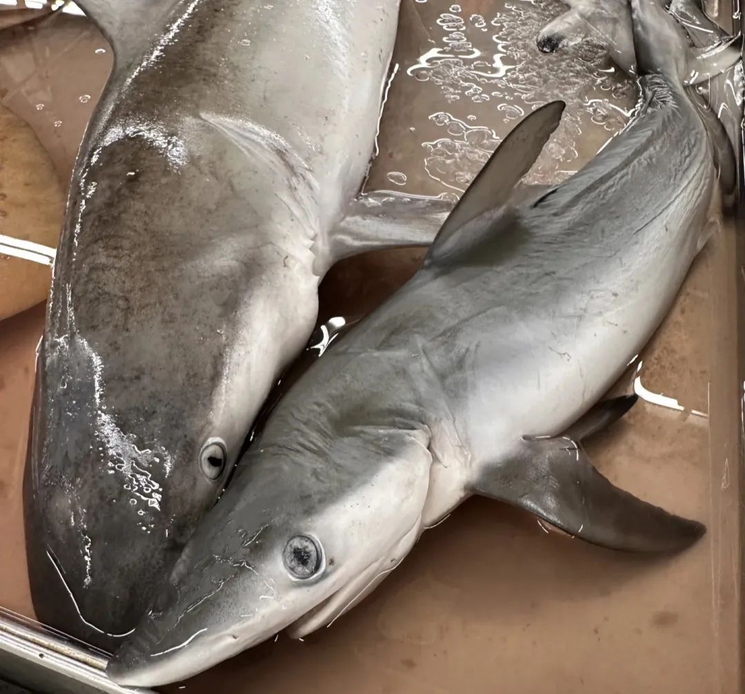 这6种鱼，孩子尽量少吃，重金属含量，可能超标！