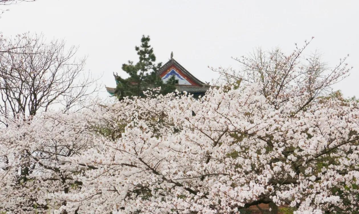 不负春光趣踏青# 武汉晴川假日酒店的樱花是武汉著名的赏樱地点之一