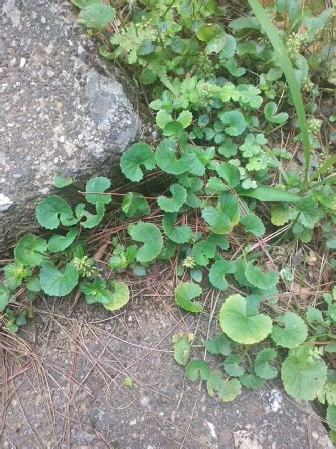 马蹄草:你不知道的健康宝藏