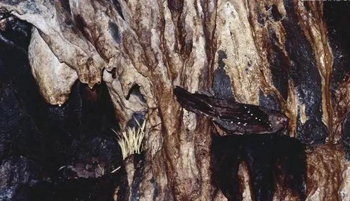 回顾"南美大隧道"里发现油鸱,生平最爱吃素,却被印第安人拿来炼油
