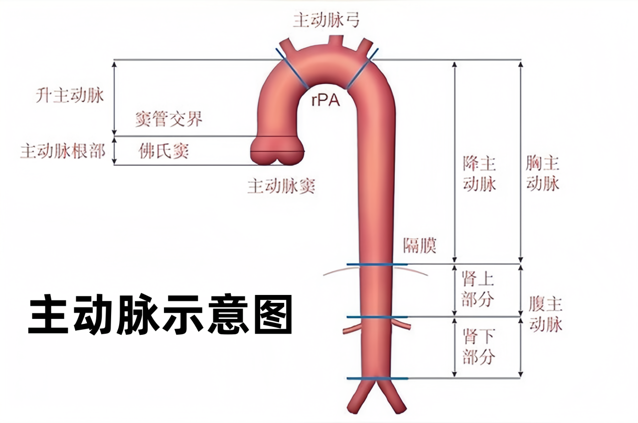 「健康科普」主动脉疾病该怎么预防?