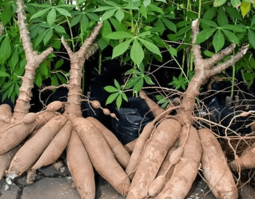 木薯种植过程中的管理技术分享,学会从这7方面提高产量