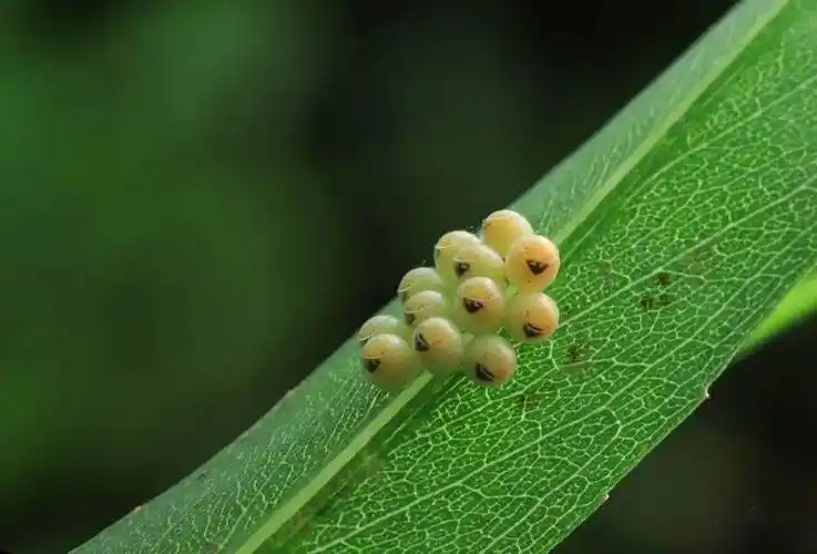 专家:衣服上发现荔蝽虫卵要当心,若发现一定要灭掉