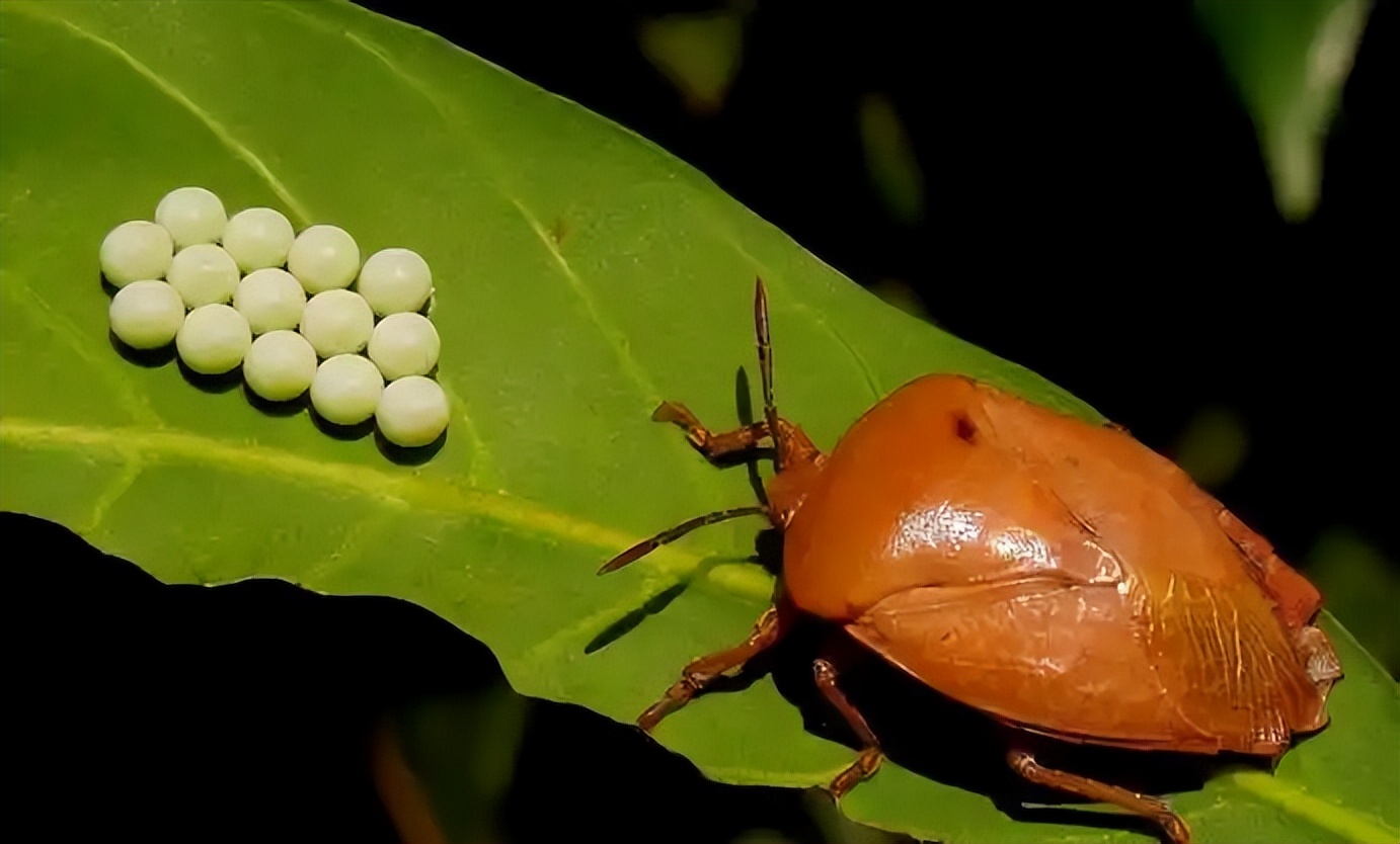 专家:衣服上发现荔蝽虫卵要当心,若发现一定要灭掉