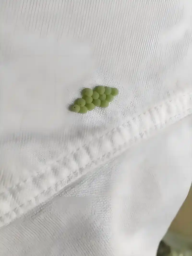 专家:衣服上发现荔蝽虫卵要当心,若发现一定要灭掉