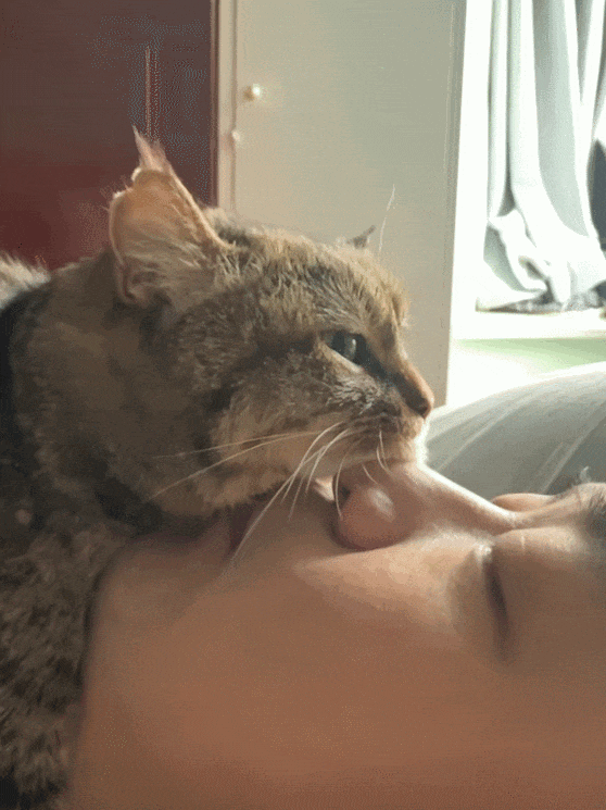 从丧彪秒变咪咪猫的演技派,到胖橘严防偷吻捂嘴