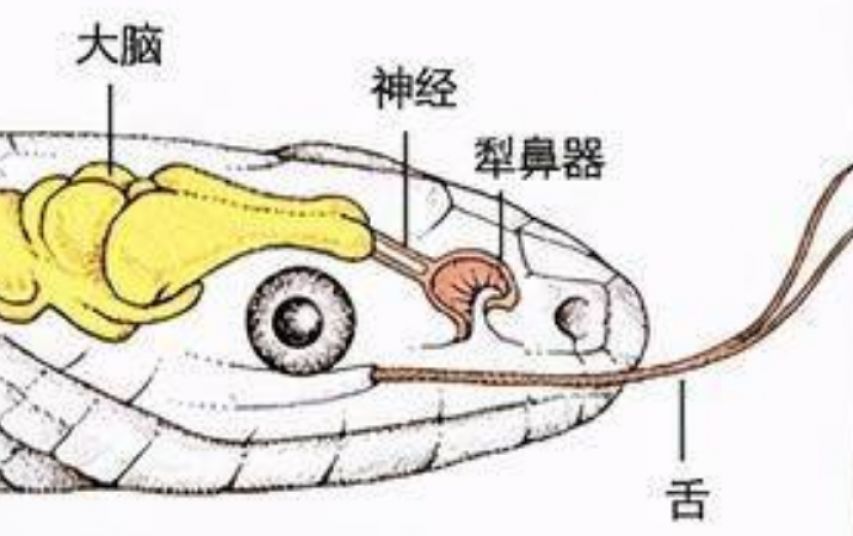 蛇为什么怕鹅 蛇为什么怕鹅