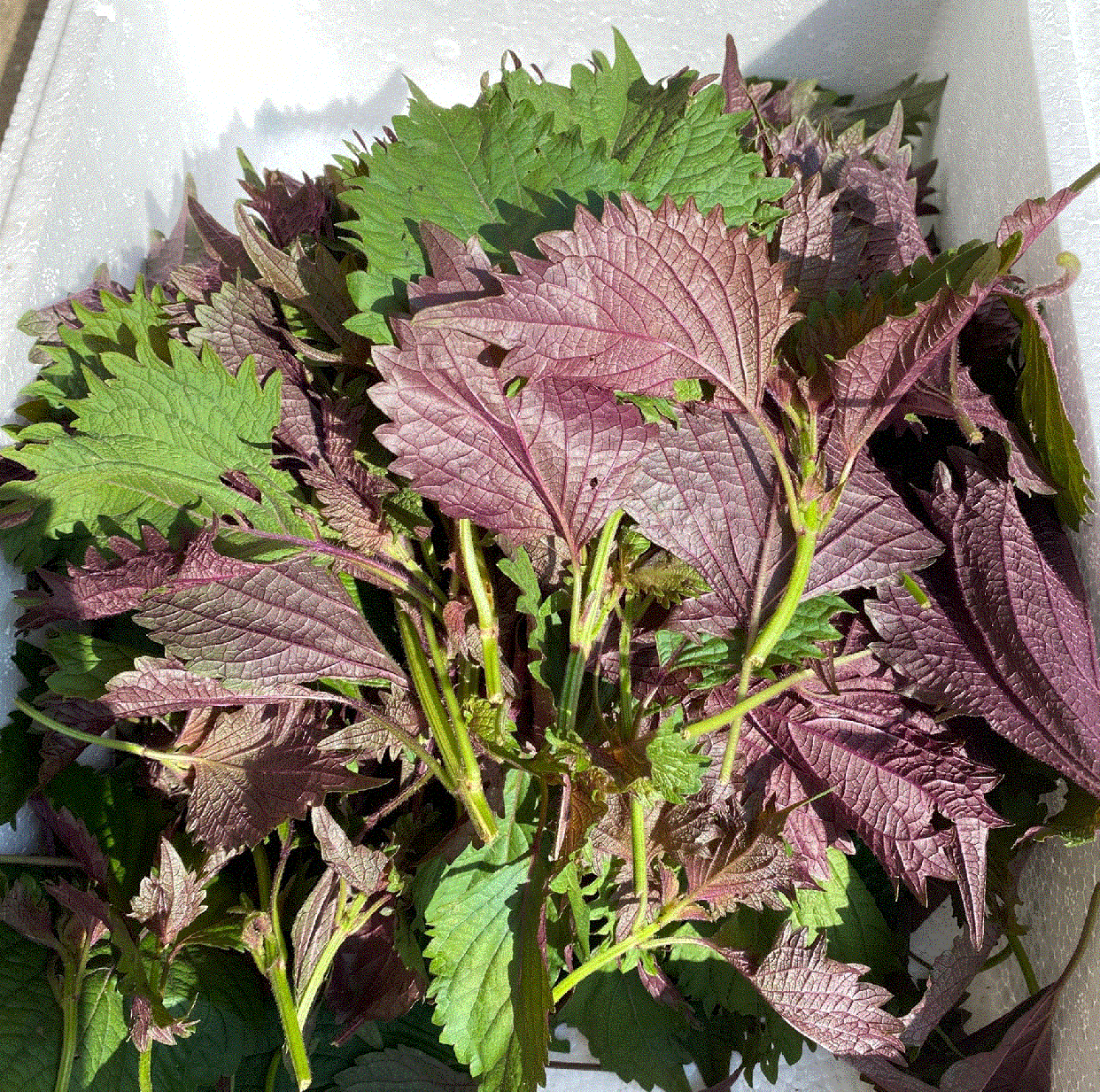 紫苏的叶片呈深紫色,常被用于烹饪中调味,香气四溢,深受食客喜爱