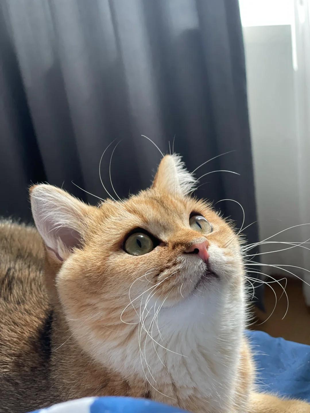 猫咪耳朵尖为何会弯?如何有效防治耳部疾病?