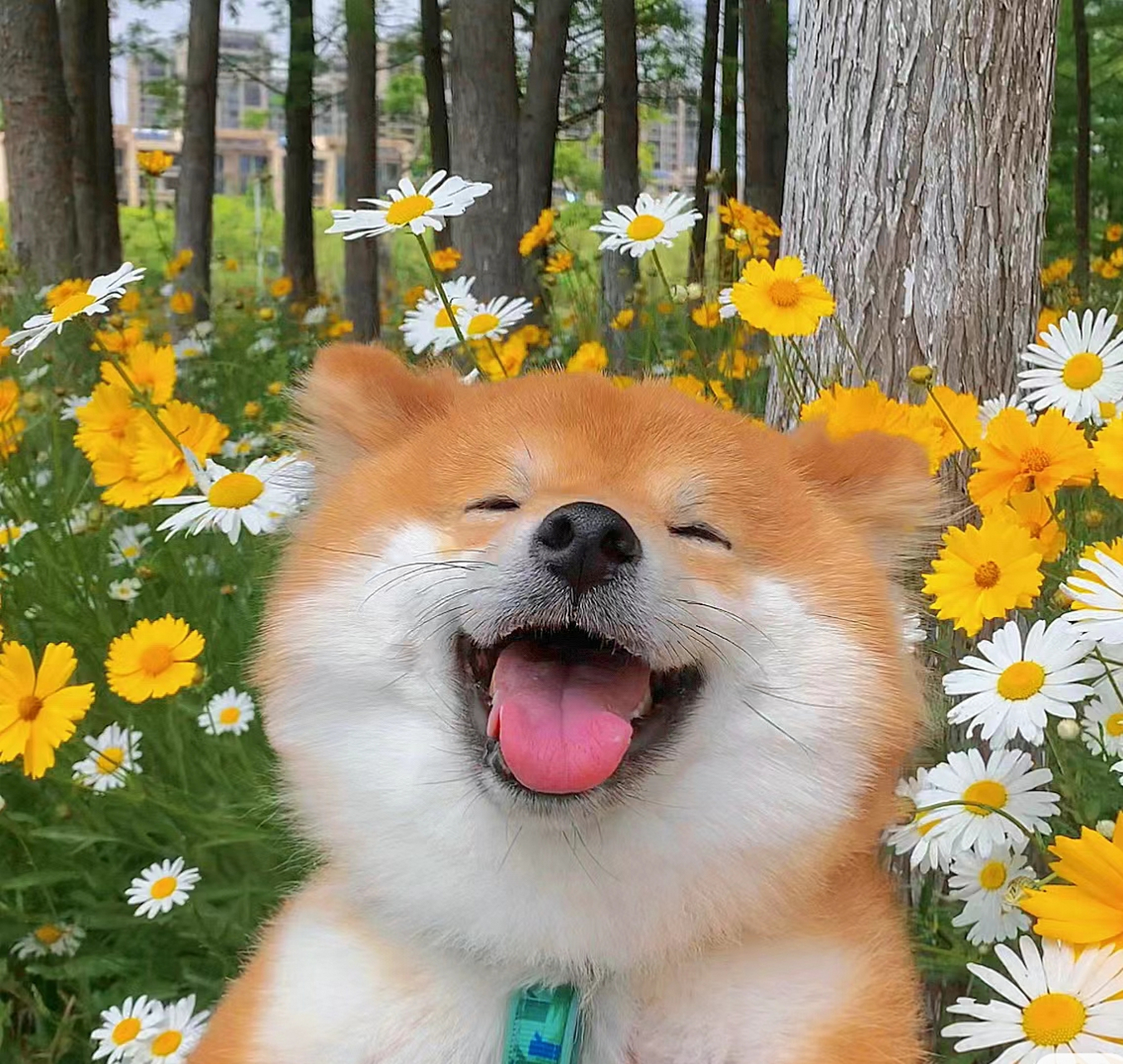 狗狗突然呕吐?这些严重问题正悄悄逼近!