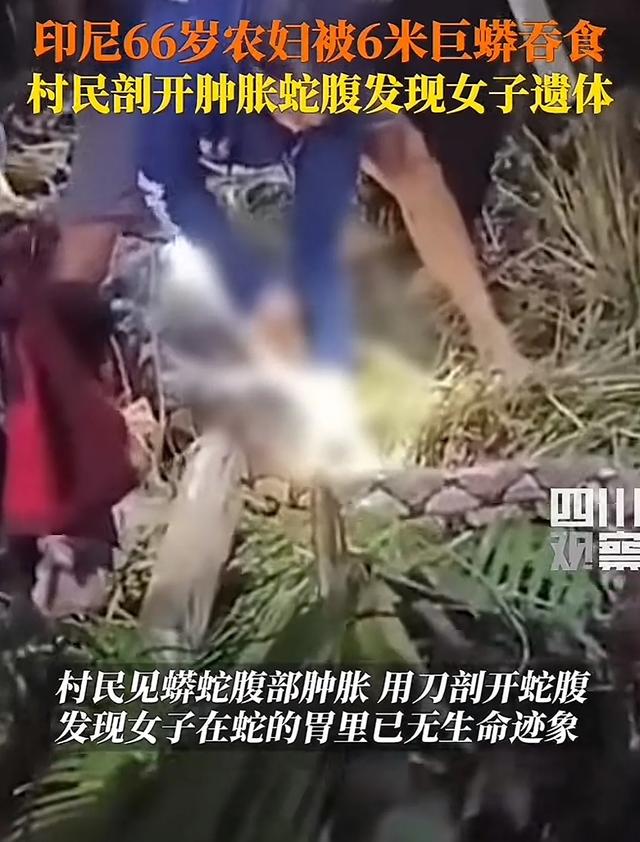 炸裂!印尼惊现蟒蛇吃人事件,66 岁女子被吞入腹,比电影还恐怖!