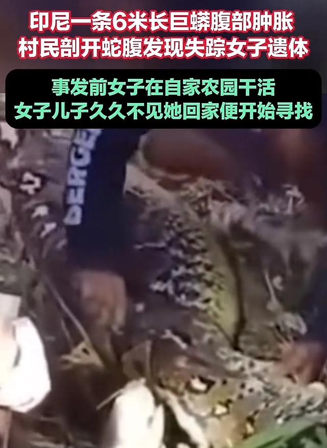 炸裂!印尼惊现蟒蛇吃人事件,66 岁女子被吞入腹,比电影还恐怖!
