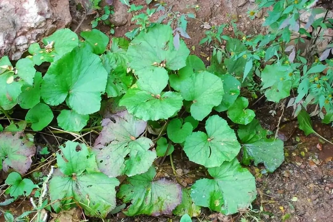 带你识别中药材款冬花