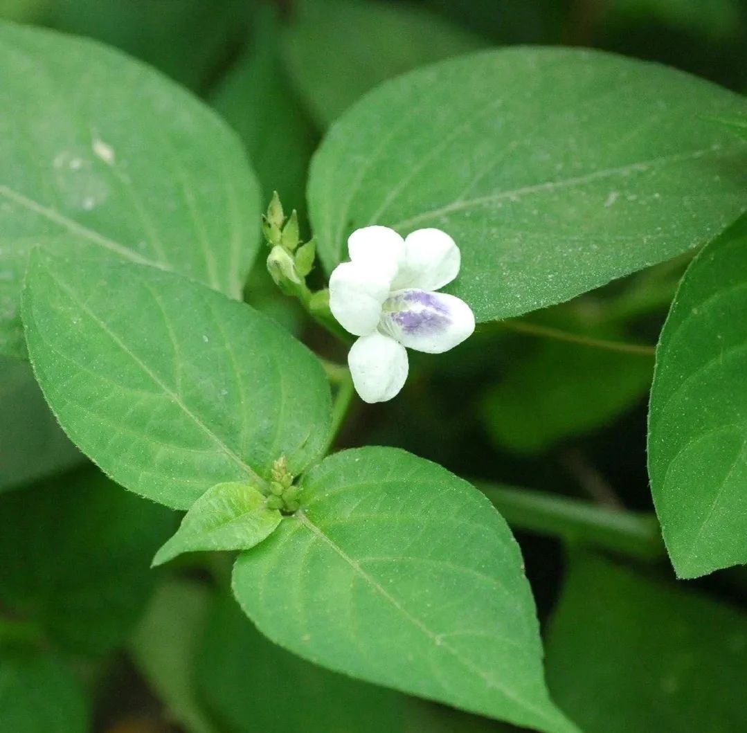 原来"跌打草"就是十万错的茎叶,民间治跌打损伤全靠它