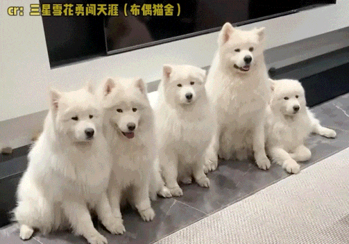 503_351gif 动态图 动图