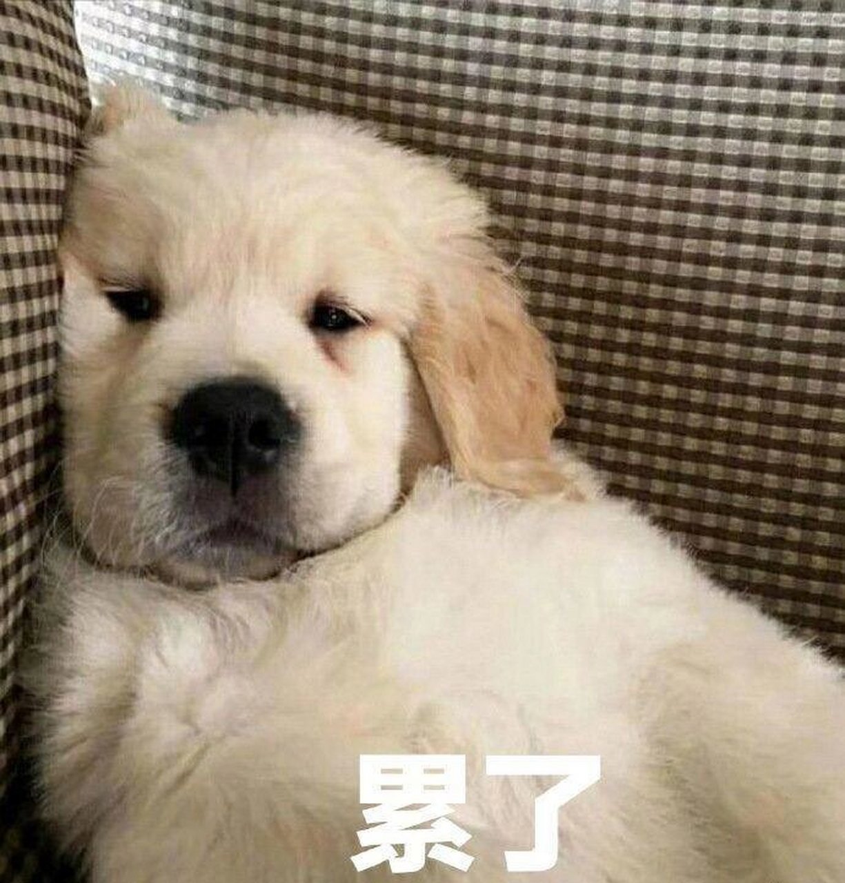 哪个牌子的狗粮好?这五款狗狗必备,让毛孩子吃得更健康