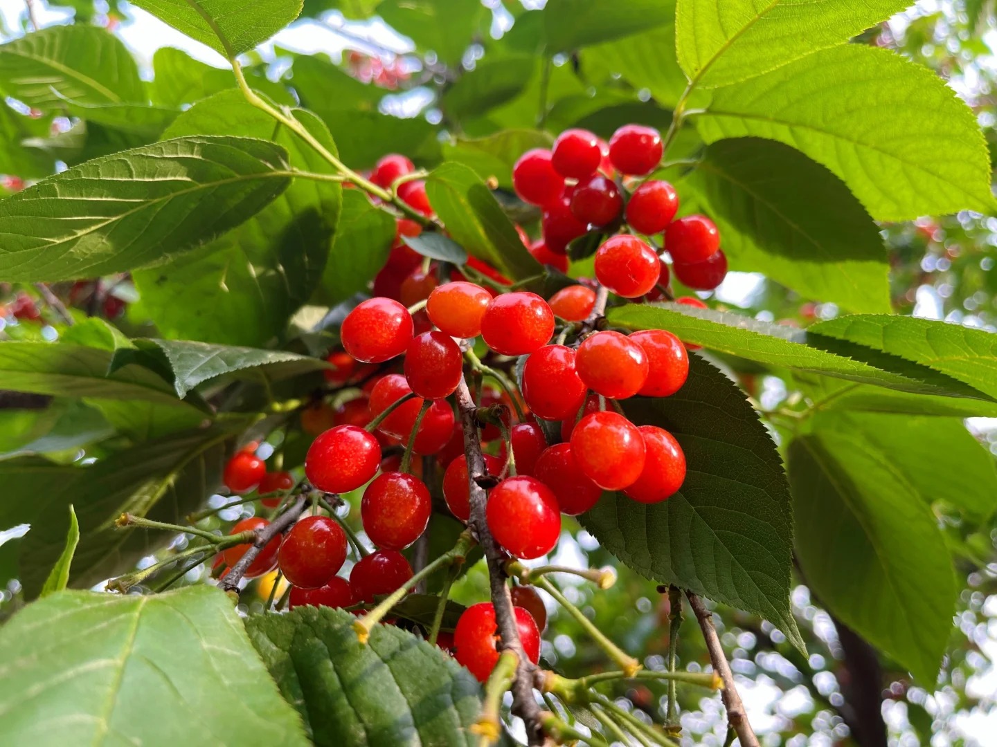 郑州市商务局公布的"郑州十大特产",本地人都惊呆了!