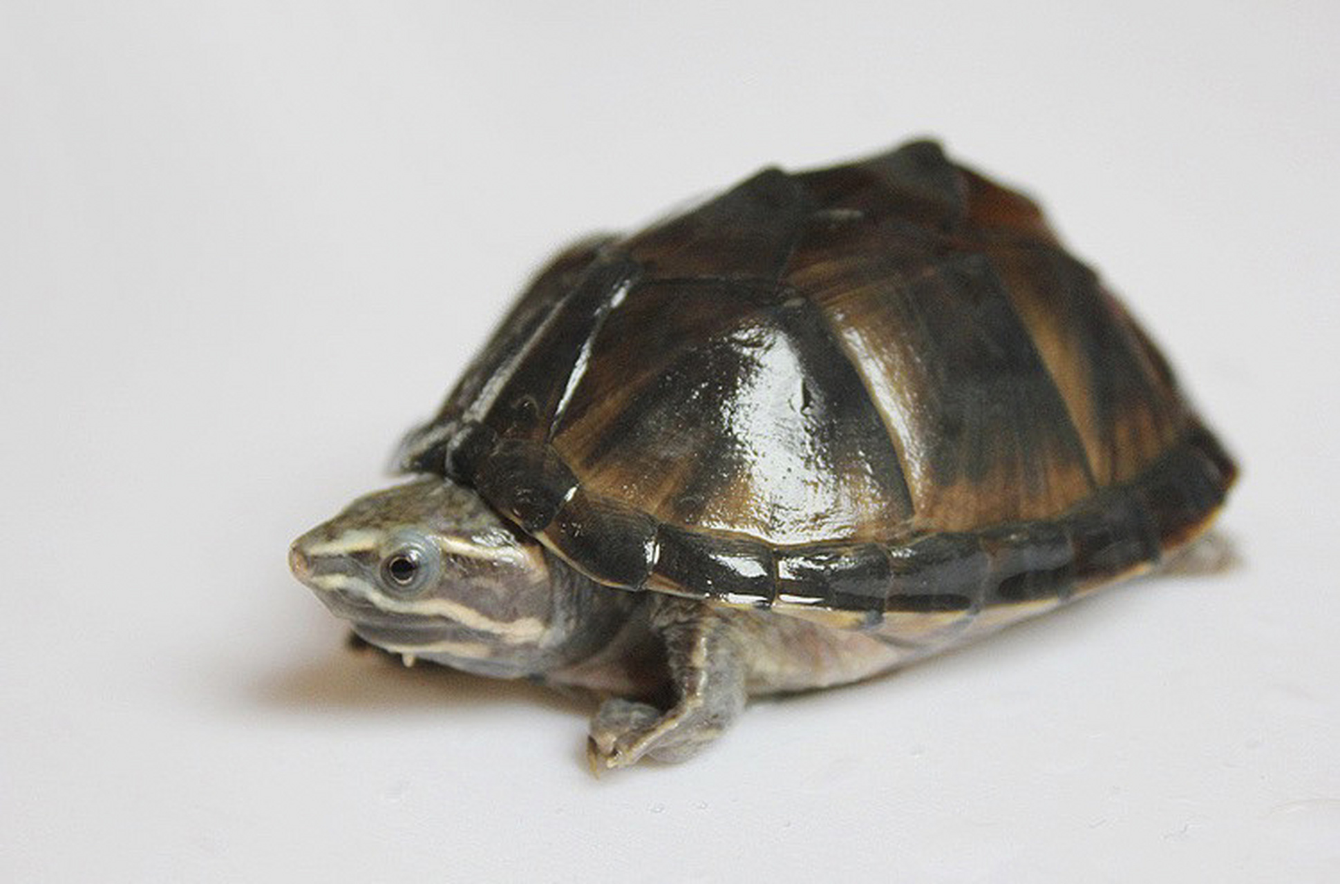 麝香龟:会释放特殊气味的小型龟