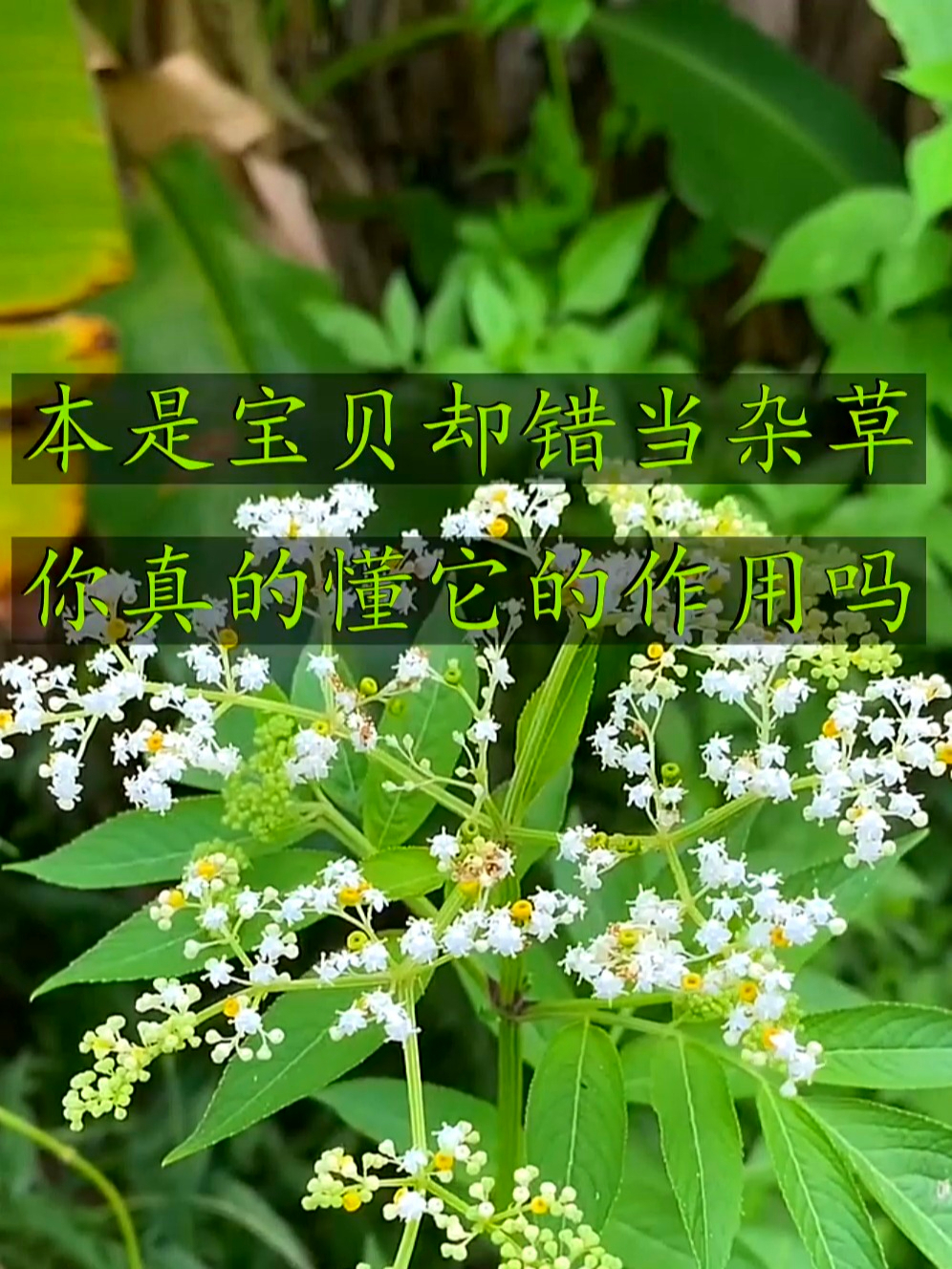 接骨草也叫八棱麻,活血消肿超在行,家中常备生活没烦恼