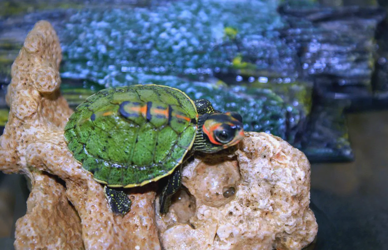 印度棱背龟:神秘的河神守护者