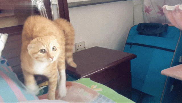 640_361gif 动态图 动图