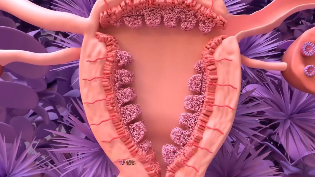 试管卵子差_试管卵少是什么原因
