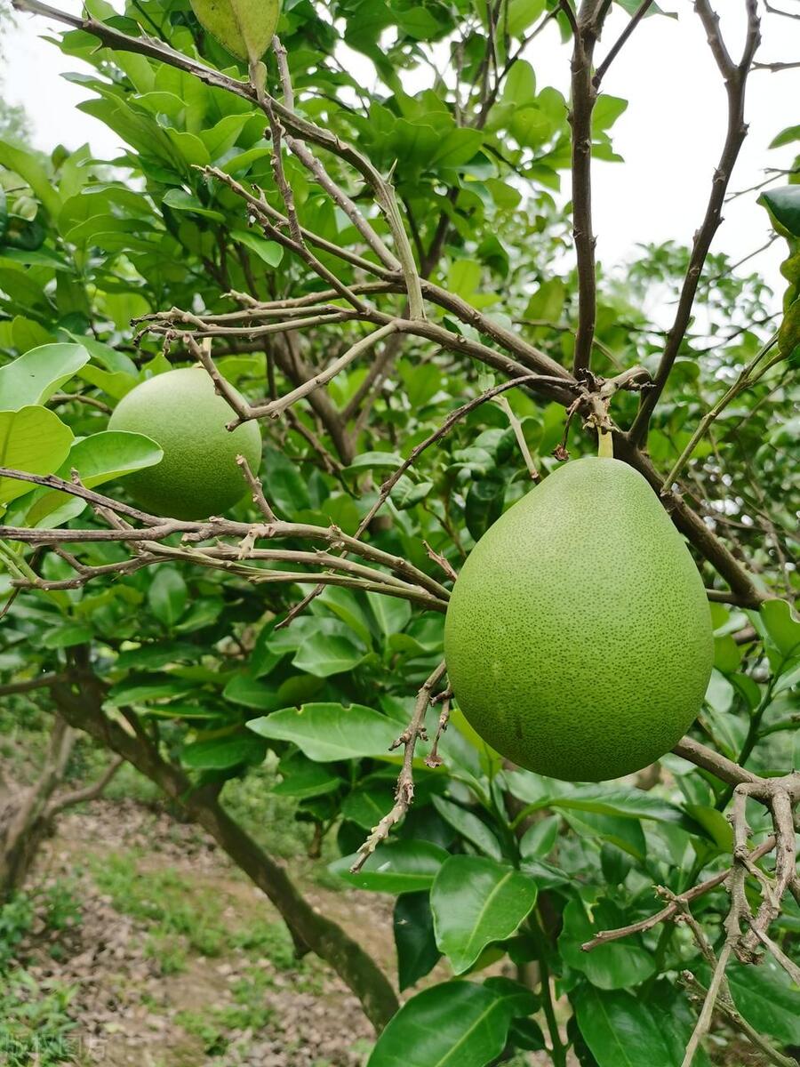柚子树的剪枝时间和修剪方法