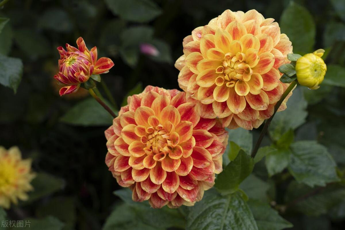 大丽花花语:象征好运与华丽的花中皇后