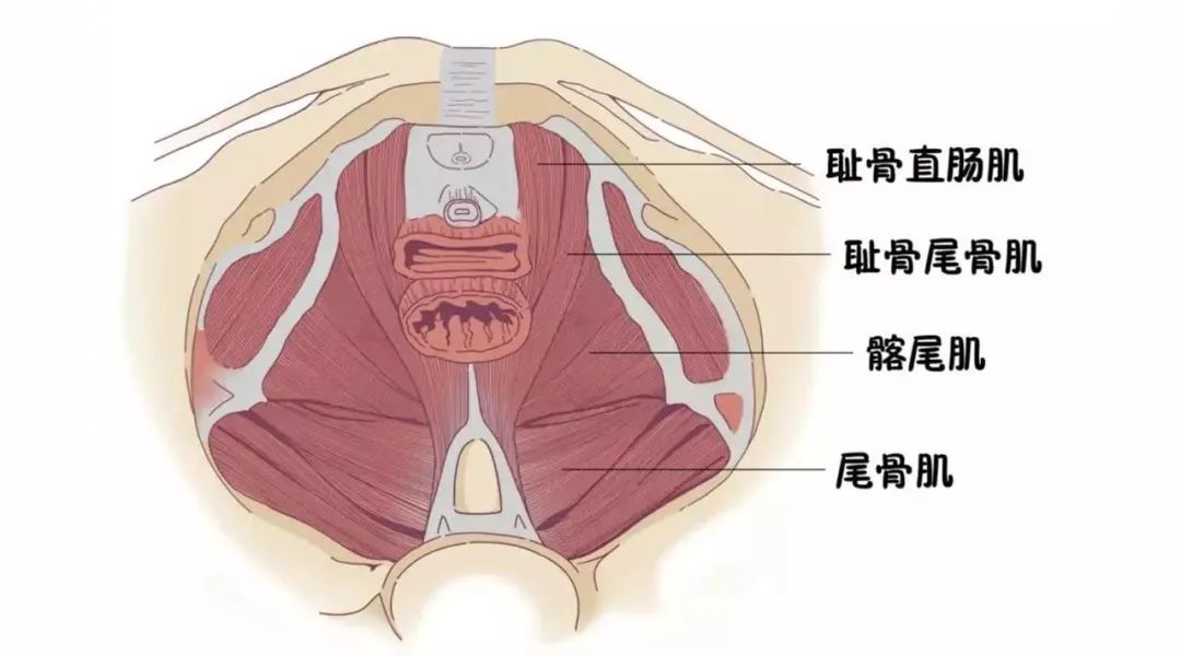 春季健康守护计划#提及骨盆底,人们常误以为这是由骨骼构成的盆状