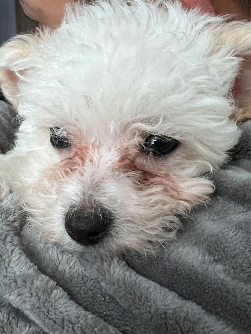 比熊总是一脸泪痕?该怎么办?