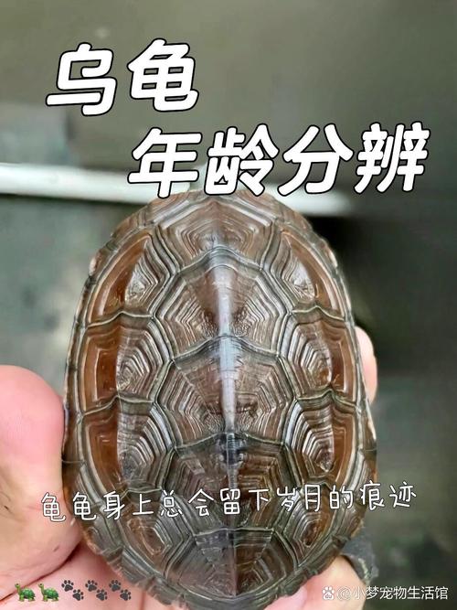 乌龟背甲刀刻纹藏着的秘密你知道吗,快来看看吧!