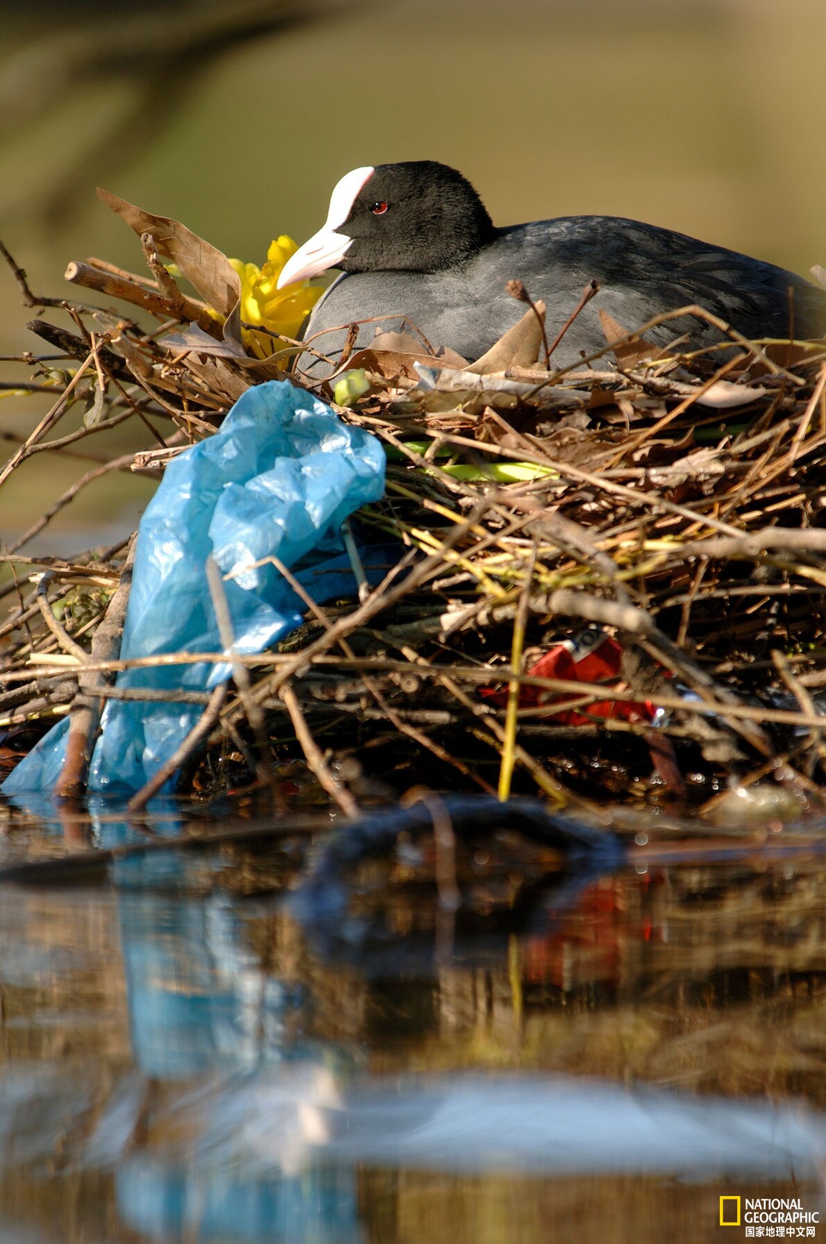 仅用树枝筑巢早已过时,这些鸟类先驱者用人类遗弃的塑料垃圾搭建家园