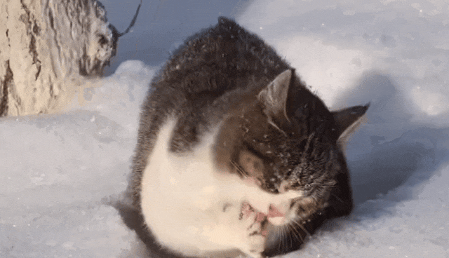 640_368gif 动态图 动图