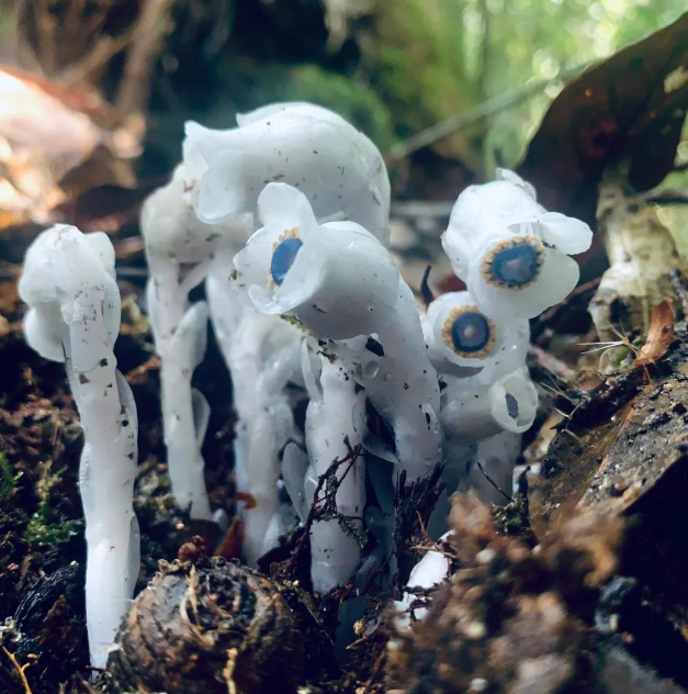 它是"冥界四花"之一,人称死亡之花,近年多地出现,有啥预兆?