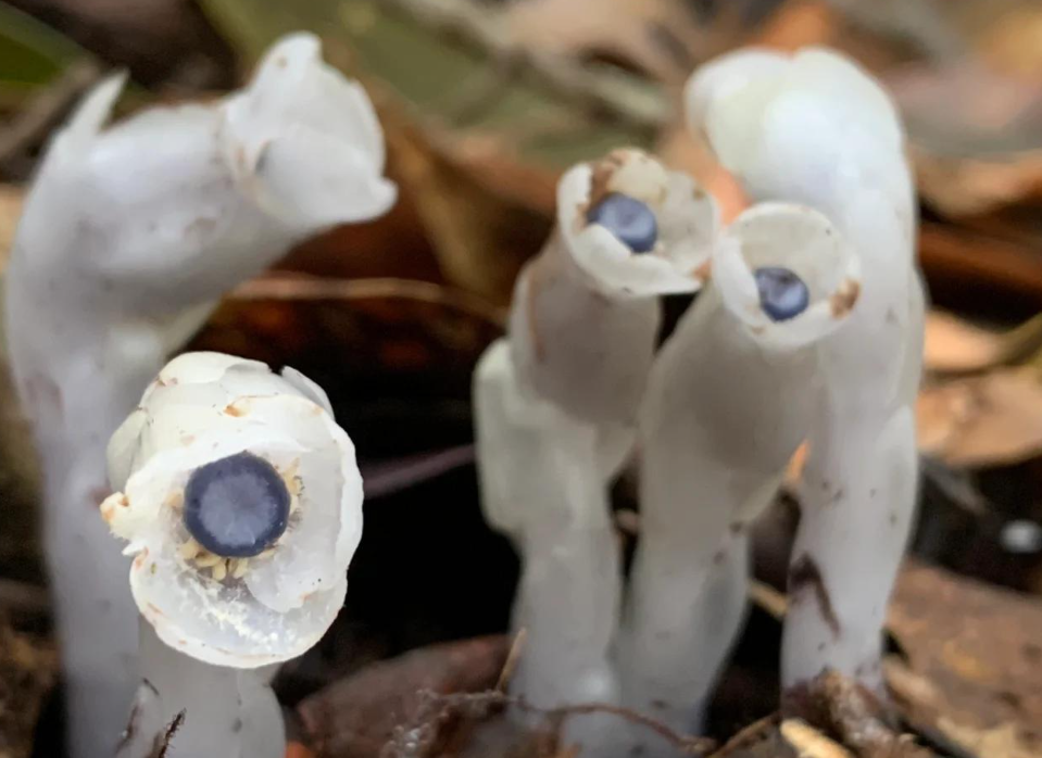 它是"冥界四花"之一,人称死亡之花,近年多地出现,有啥预兆?