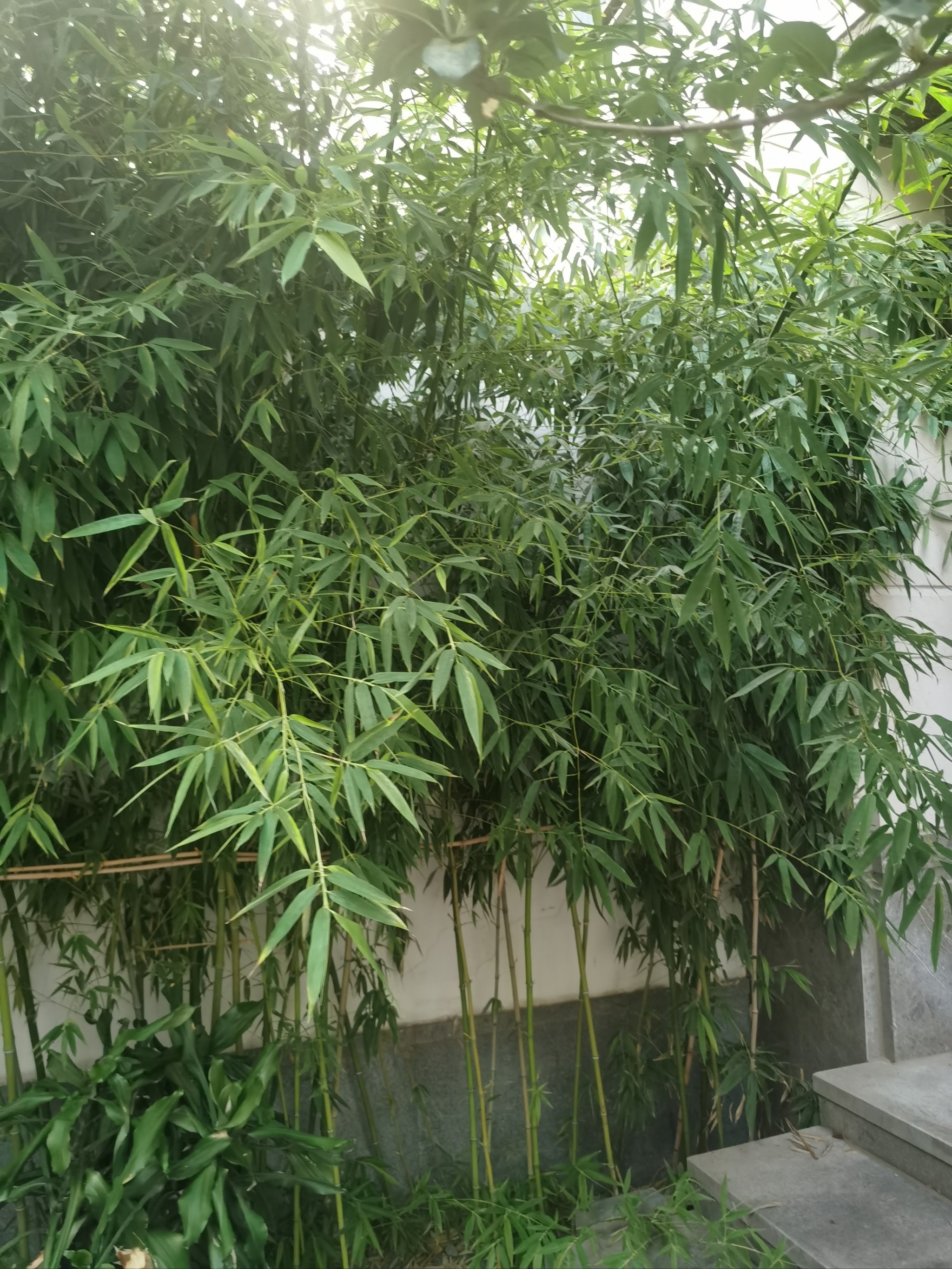 竹有百德却忌门前:风水学中的竹子种植禁忌与破解之道