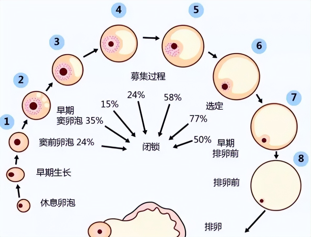 15*15的卵泡能受孕么(15*14的卵泡可以怀孕吗?)  第2张